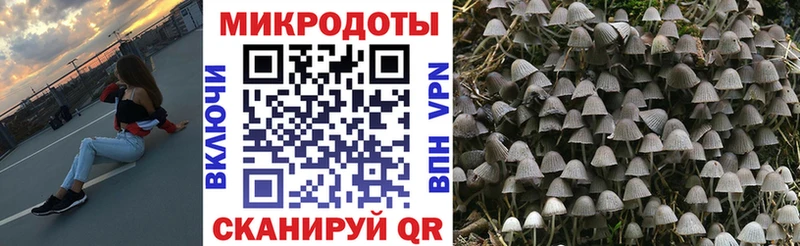 купить закладку  Таштагол  мега вход  Псилоцибиновые грибы Magic Shrooms 
